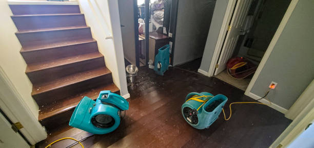 Best Water damage cleanup near me  in El Cerro, NM